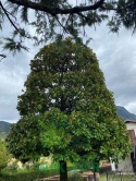 Magnolia wielkokwiatowa