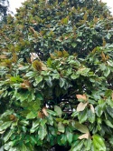 Magnolia wielkokwiatowa