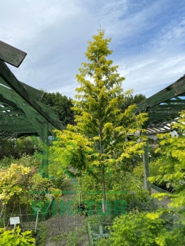 Metasekwoja chińska 'Goldrush'