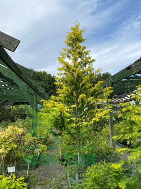 Metasekwoja chińska 'Goldrush'