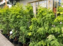 Metasekwoja chińska 'Goldrush'