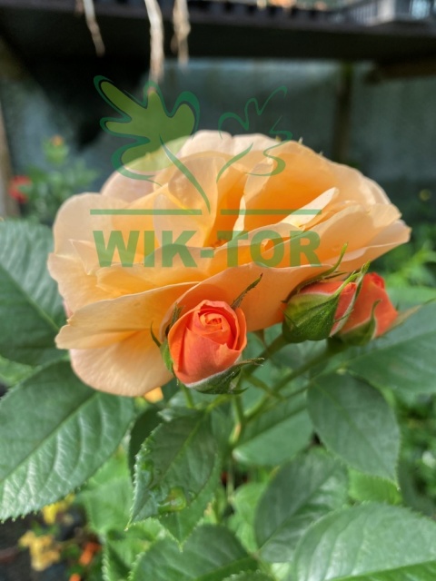 Róża wielokwiatowa Jagna