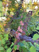 Śnieguliczka 'Magic Berry' różowa
