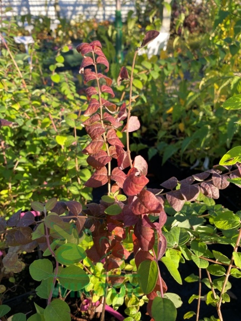Śnieguliczka 'Magic Berry' różowa