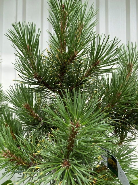 Sosna kosodrzewina 'Winter Gold' na pniu