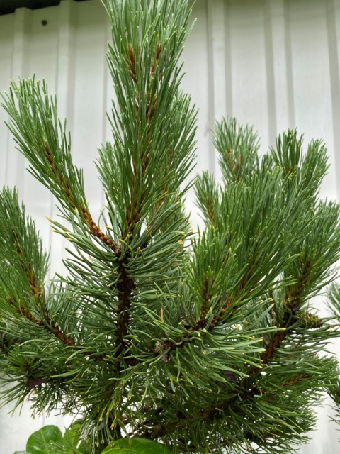 Sosna kosodrzewina 'Winter Gold' na pniu